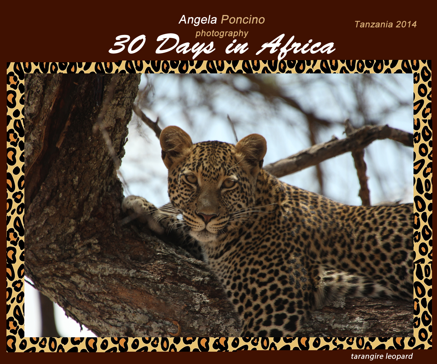 Angela Poncino Photography tarangire leopard